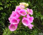 Цветок розовой Новой Зеландии
